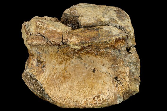 Partial Hadrosaur (Edmontosaurus) Vertebra - South Dakota #113600